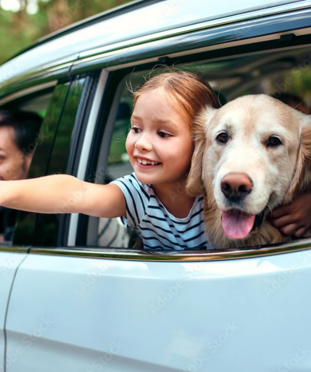 Child and golden retriever dog looking out of a car window on the way to Rother Valley holiday rentals.